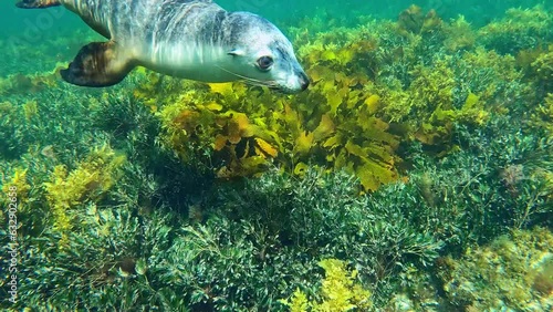 Sea lion encounter in Jurien Bay, Western Australia. photo