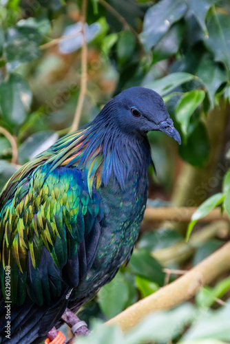 Close up of colorful bird with blue feathers