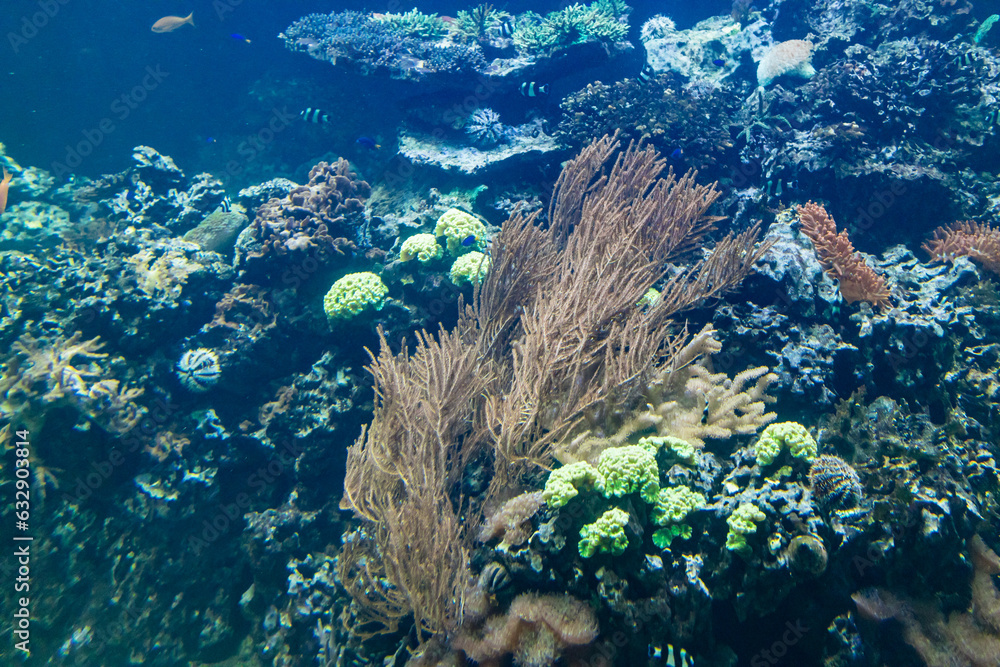 Fototapeta premium Details of coral reef