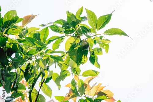 Lemon growing on the tree i...