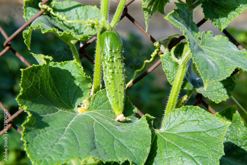 Young cucumber in the garden close-up.