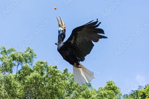 Golden Crimson Bird - Burung Julang Emas (Rhyticeros undulatus) flying with the blue sky in the background. This bird is a native animal of Borneo photo