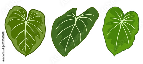 Set of green monstera philodendron leaves, tropical palm plant isolated on white background, flat illustration 