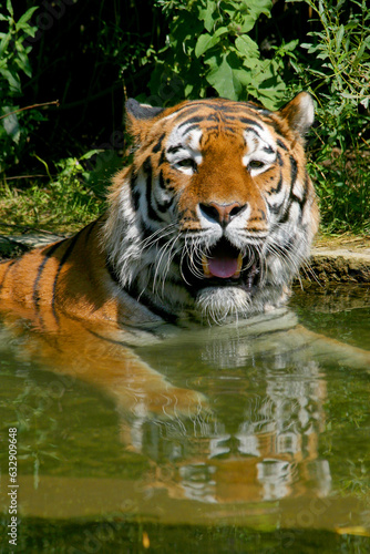 Sumatra-Tiger  Panthera tigris sumatrae  im Wasser 