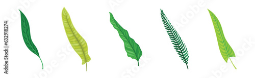 Green Tropical Frond as Plant Part on Stem Vector Set