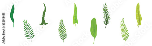 Green Tropical Frond as Plant Part on Stem Vector Set