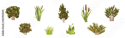 Green Bush with Leafy Stem as Outdoor Growth Vector Set