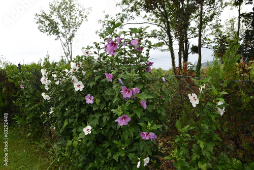 Hibiscus syriacus is a species of flowering plant. It is cultivated as an ornamental flower in many parts of the world.