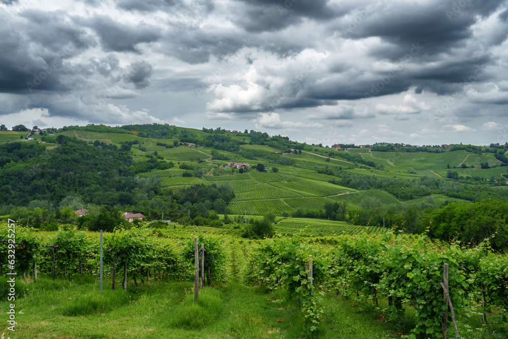 Hills of Oltrepo Pavese at June. Vineyards Hills of Oltrepo Pavese at June. Vineyards