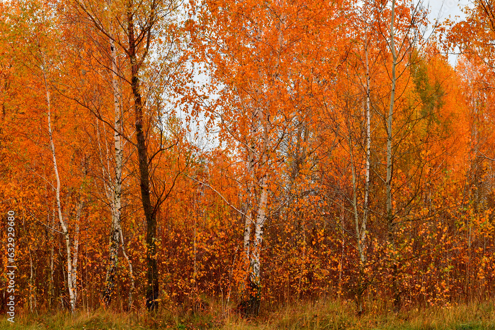Natural landscape. The crowns of the trees in the grove turned yellow. Natural landscape. The crowns of the trees in the grove turned yellow.