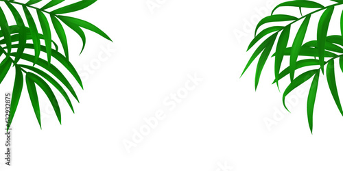 Palm leaf. Nature pattern. Tropical tree branch. Green foliage. Summer rainforest. Floral decoration frame. Exotic abstract forest. Isolated on white background. Vector illustration