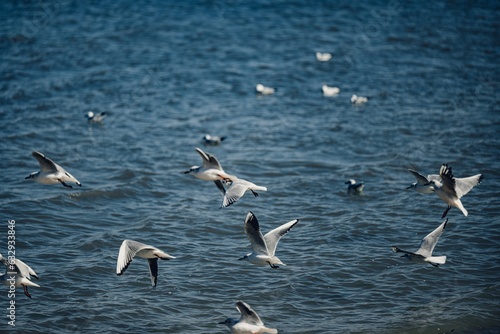 flock of seagulls © Akila