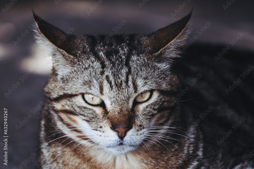 Portrait d'un chat tigré adulte couché dans un refuge animalier Portrait d'un chat tigré adulte couché dans un refuge animalier