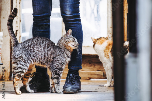 Chat tigré qui se frotte sur les jambes de sa maitresse