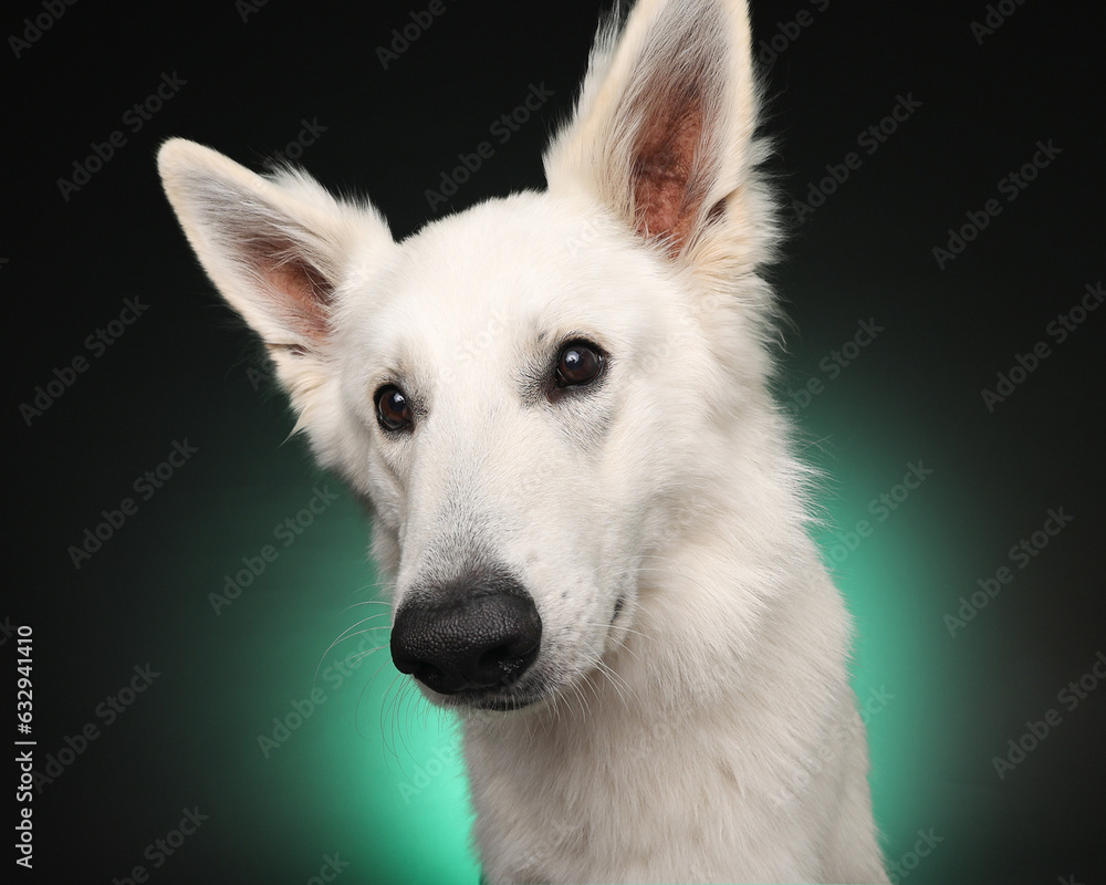 white swiss shepherd white swiss shepherd