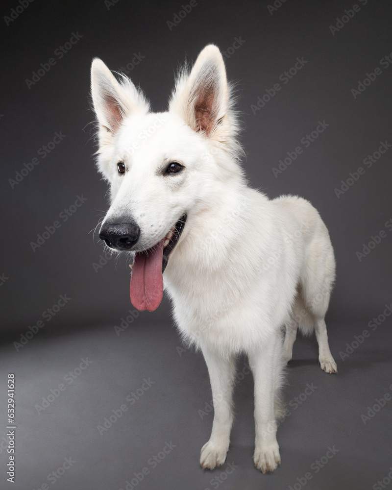 white swiss shepherd