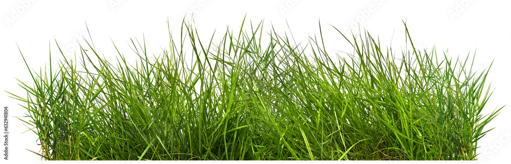 green grass isolated on white green grass isolated on white