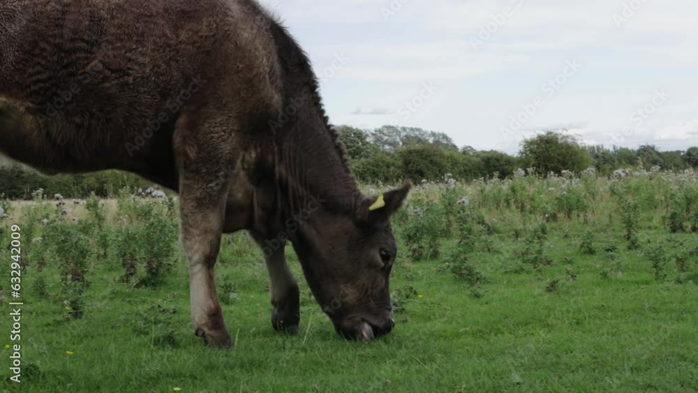 A black cow is grazing in a field A black cow is grazing in a field
