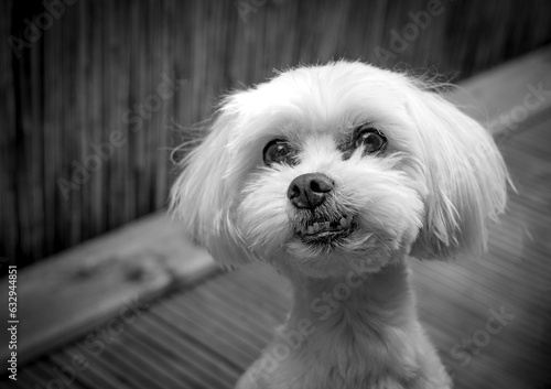 white dog portrait photo