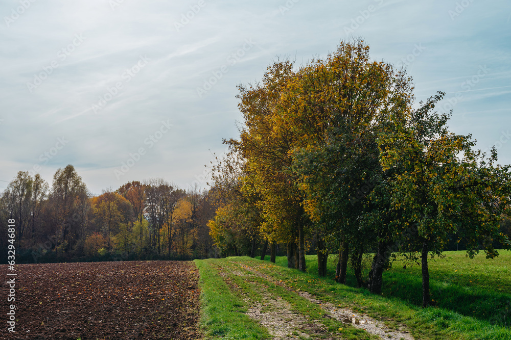Fototapeta premium Tree, field, meadow and forest, blue sky - Autumn Season. Fall in the Field. Green Field, Yellow tree and Blue Sky. Great as a background