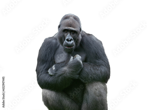western lowland gorilla isolated on white background © fotomaster