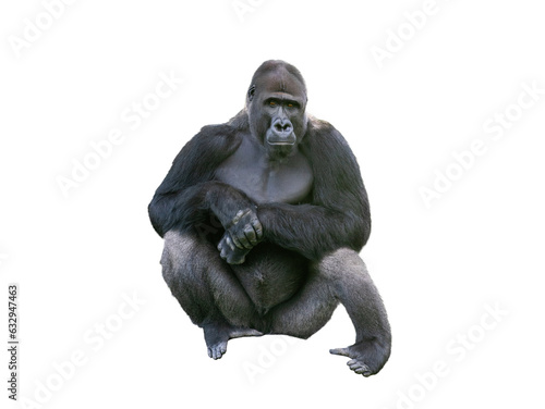 western lowland gorilla isolated on white background