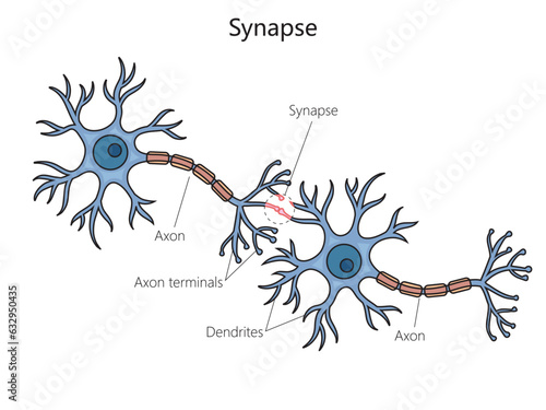 Synapse connection diagram schematic vector illustration. Medical science educational illustration