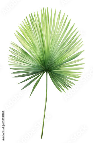 Green fan palm leaf. Tropical plants. Watercolor botany.