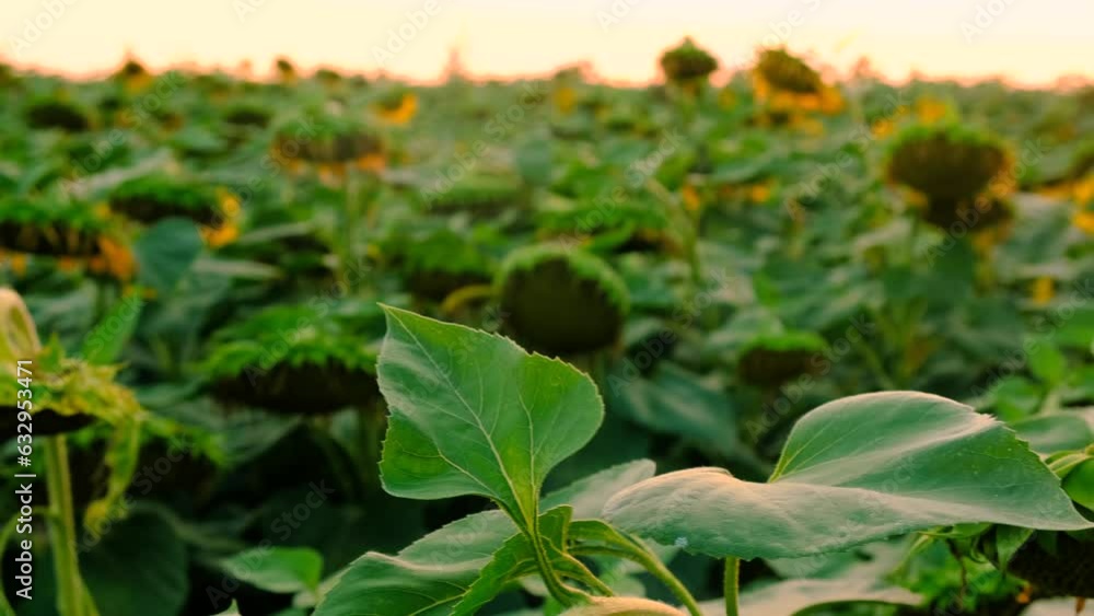 Sunflower field ripen seeds. Selective focus. Sunflower field ripen seeds. Selective focus.