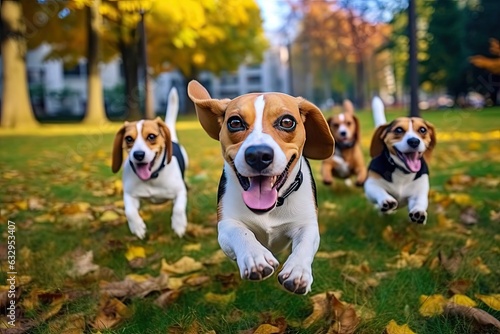 Cute playful funny beagle dogs running in a group and playing on on the grass in the park in autum
