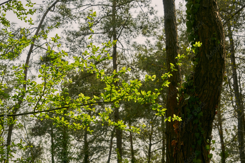 Fototapeta premium details from a deep forest