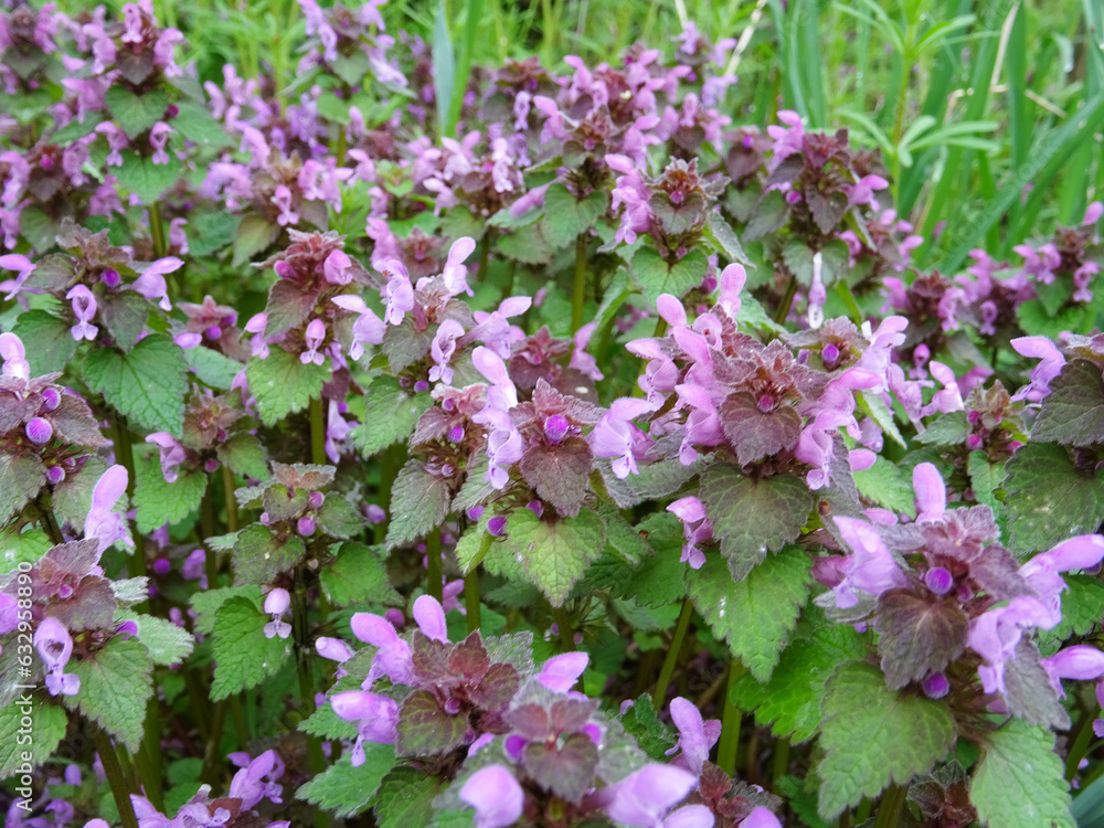Lamioideae in natural conditions, flowering nettle close-up, bright pink flowers Lamioideae in natural conditions, flowering nettle close-up, bright pink flowers