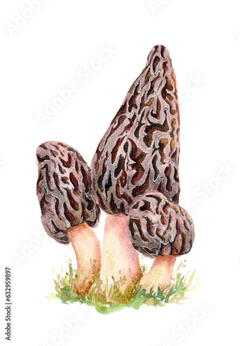 From the life of mushrooms, morel mushrooms, edible mushrooms. Watercolor illustration, print, sticker, nature study