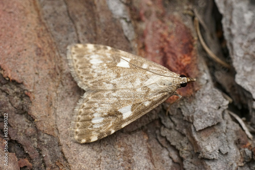 Closeup on a Olive Pearl crambid moth, Udea olivalis, sitting on wood
