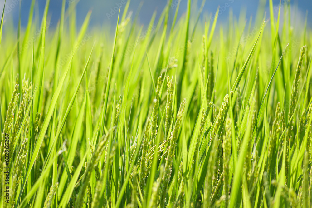 close up of grass summer agriculture close up of grass summer agriculture