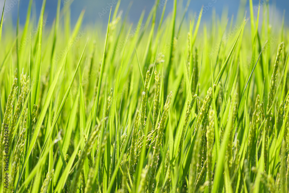 close up of grass summer agriculture