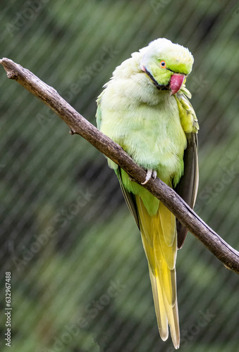 Wildlife at GaiaZOO in Kerkrade in the Netherlands photo