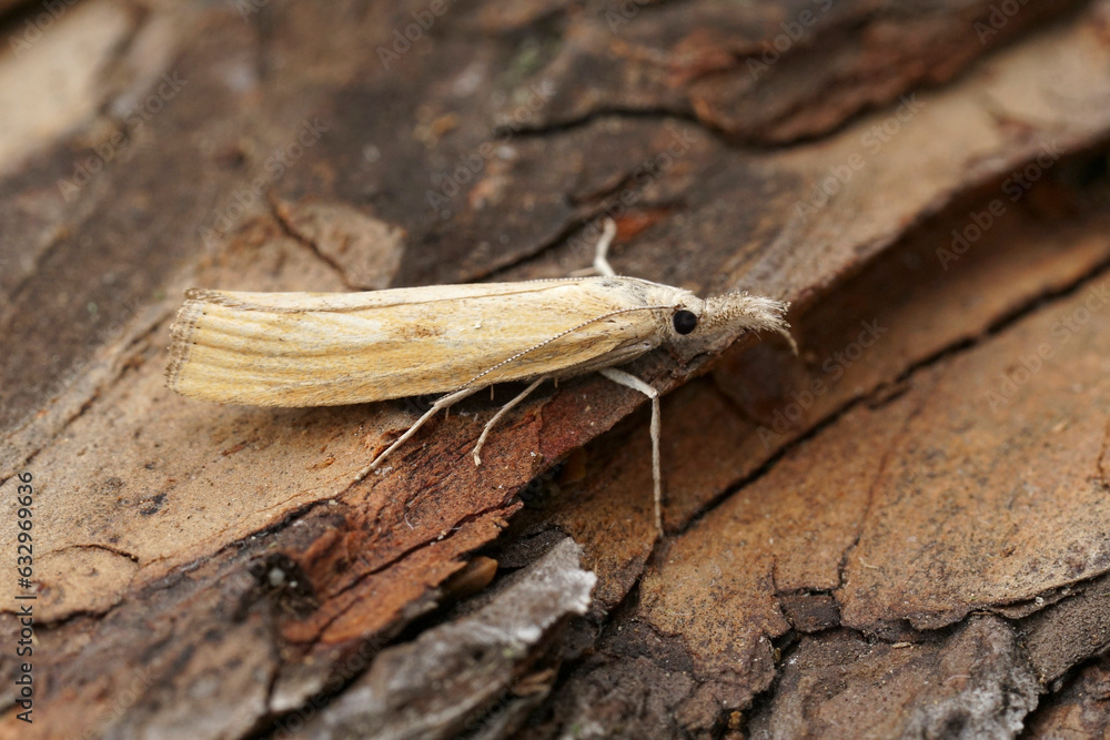 Closeup on an Austrian barred grass-veneer moth, Agriphila inquinatella sitting on wood Closeup on an Austrian barred grass-veneer moth, Agriphila inquinatella sitting on wood