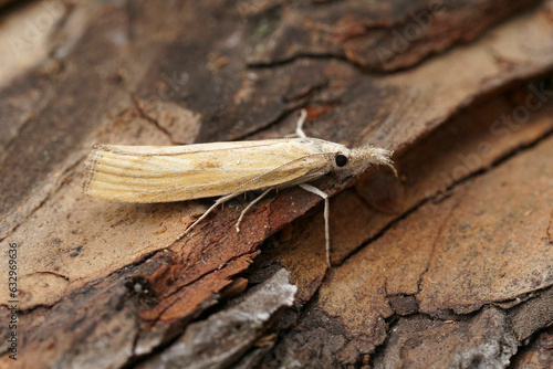 Closeup on an Austrian barred grass-veneer moth, Agriphila inquinatella sitting on wood