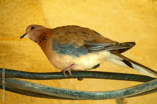 Senegal turtle dove (Streptopelia senegalensis), Iran, Masuleh photo