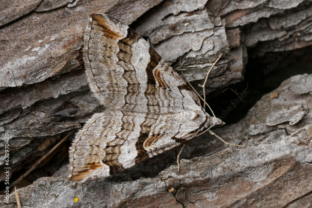 Closeup on the Purple treble-bar owlet moth, Aplocera praeformata, sitting on wood Closeup on the Purple treble-bar owlet moth, Aplocera praeformata, sitting on wood