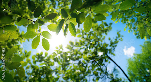 Captivating midsummer sunlight filtering through lush green foliage. Sun rays streaming through an opening of leaves.