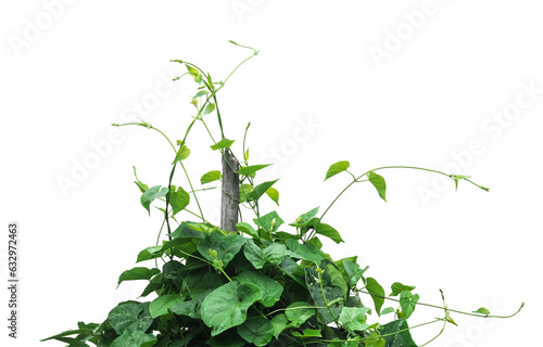 Green leaves tree isolated on white background.
