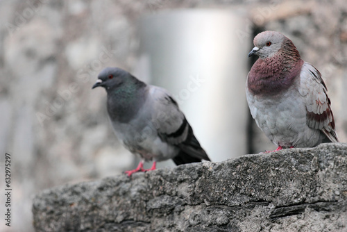 pigeons in Bellinzona