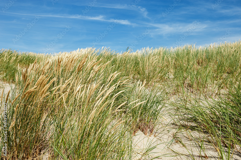 Nature view with dune grass, fine sand and blue cloudy sky, beach dunes of Baltic sea, Russia. Beautiful aesthetic natural scenic background, picturesque seaside with growth green grass, summer Nature view with dune grass, fine sand and blue cloudy sky, beach dunes of Baltic sea, Russia. Beautiful aesthetic natural scenic background, picturesque seaside with growth green grass, summer