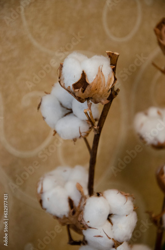 Branch of the white cotton 