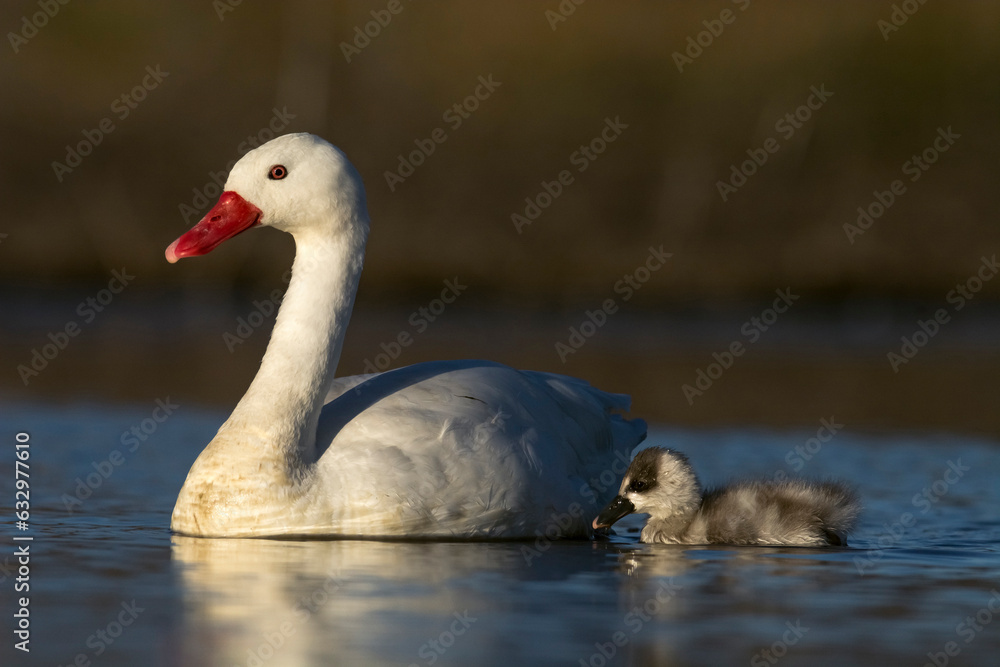 Coscoroba swan with cygnets swimming in a lagoon , La Pampa Province, Patagonia, Argentina.