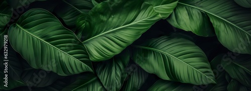 Abstract green leaf texture with nature background  tropical leaf. 