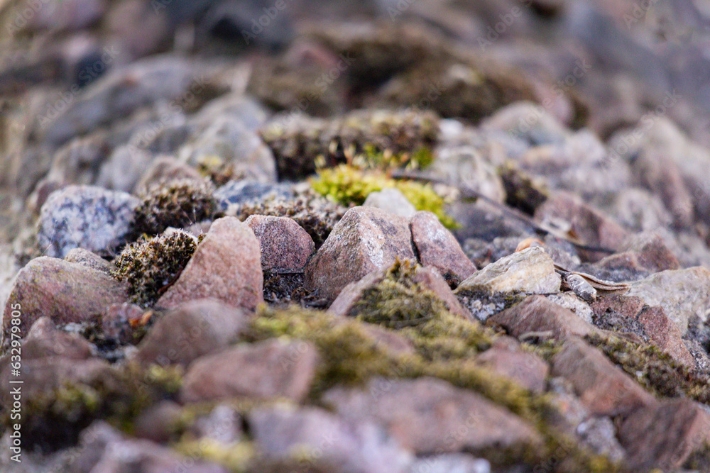 moss on small stone moss on small stone