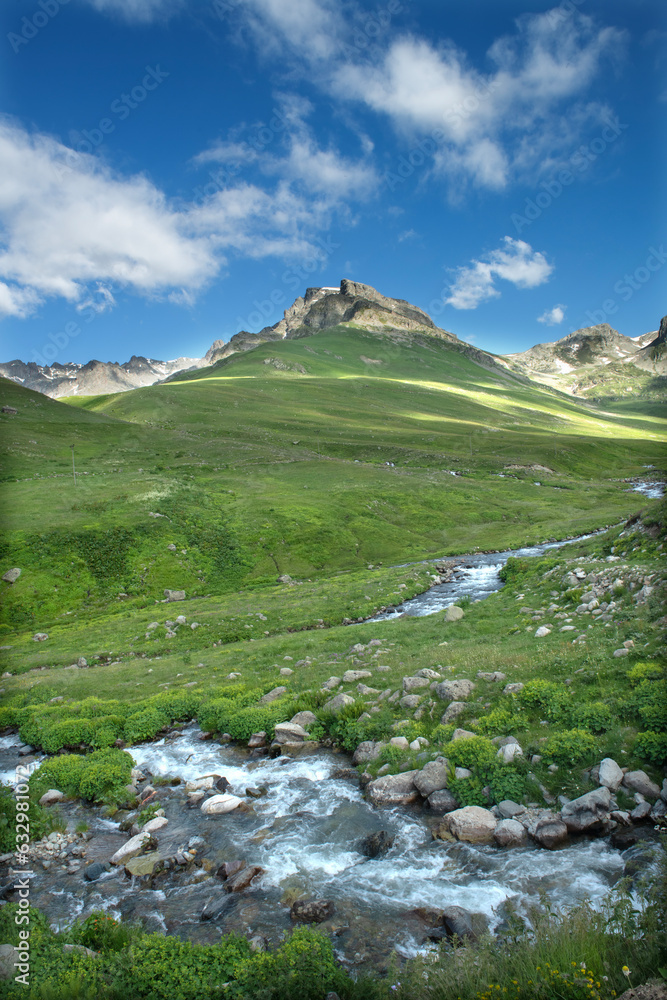 Fototapeta premium Cluster of ripe blueberries on a blueberry bush. Blueberry fruit. Underripe blueberry. Rize, Türkiye.
